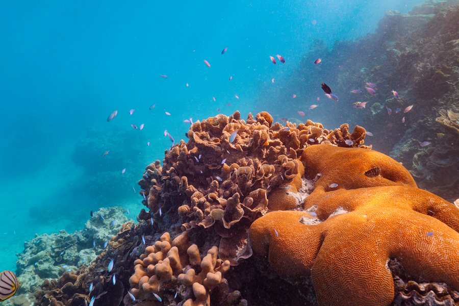 丽思卡尔顿 - 潜水和水上活动图片4 - The Ritz Carlton Maldives Diving and activities Photo 4